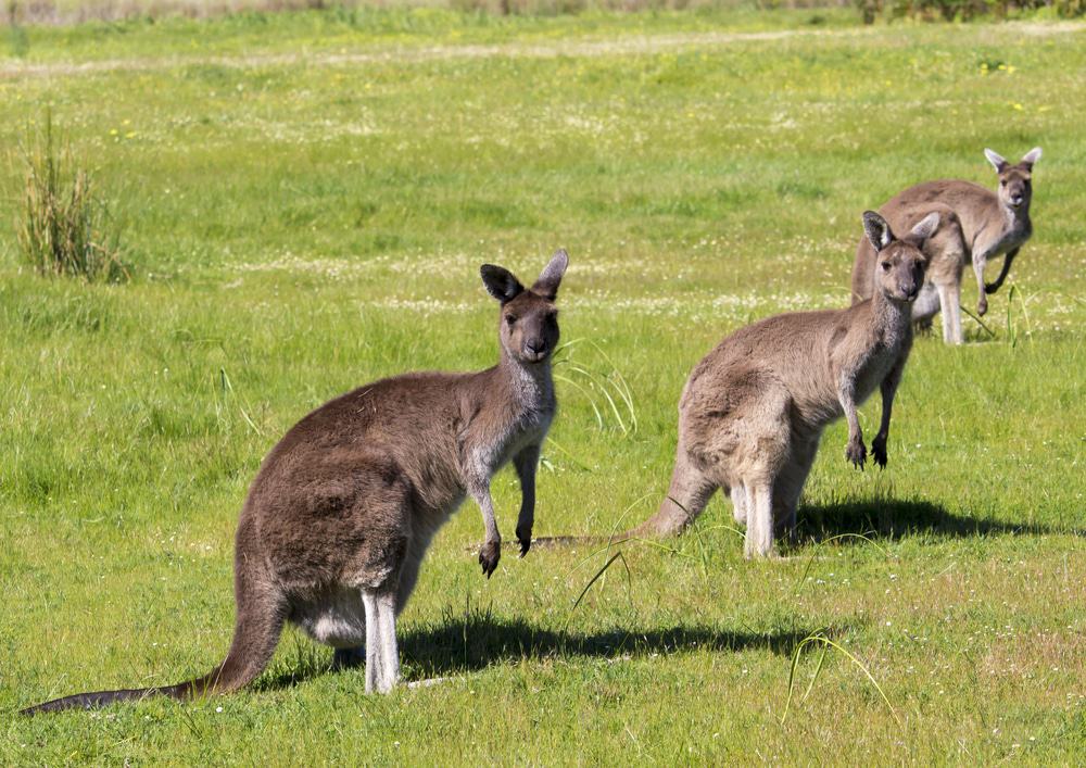 Goulburn Wetlands