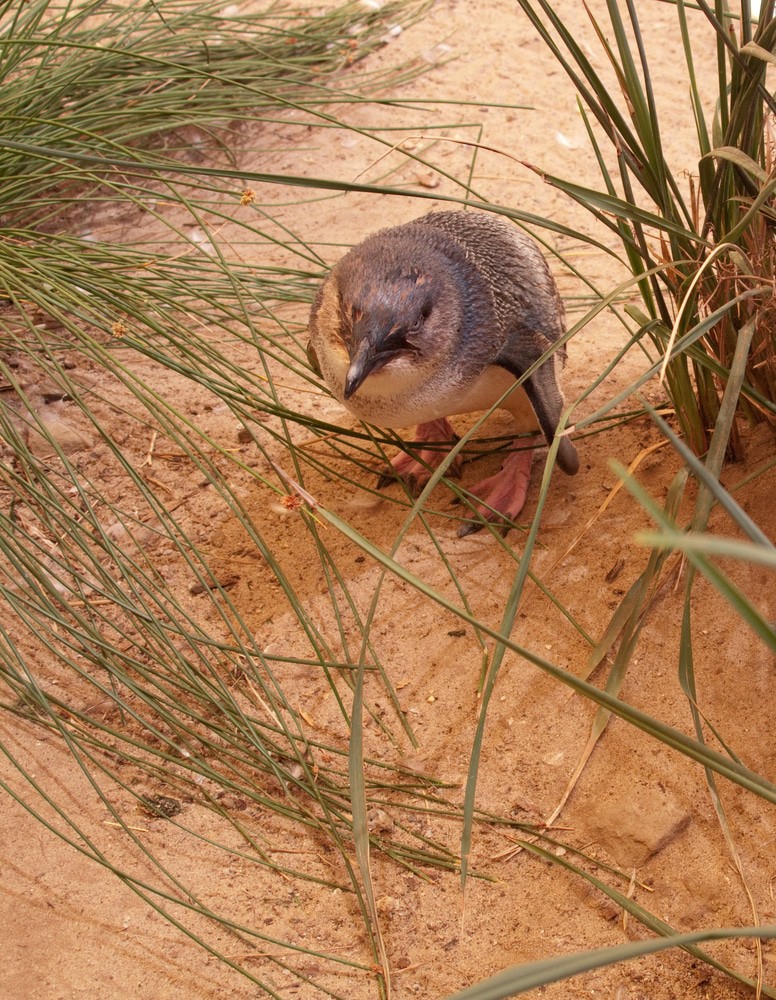 Little Penguin, Granite Island
