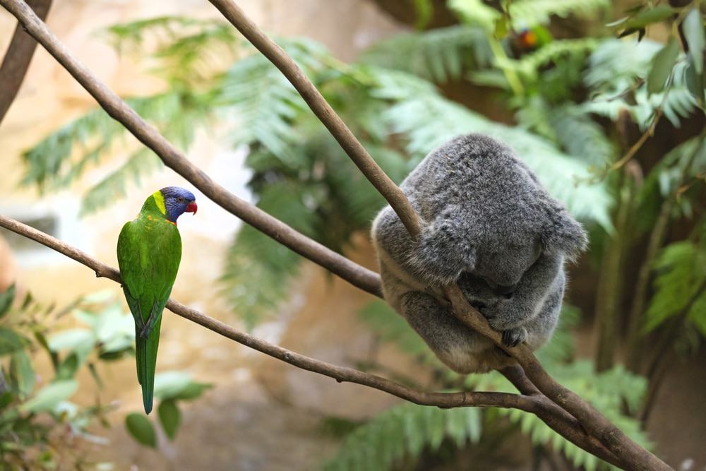 Middle Brother National Park