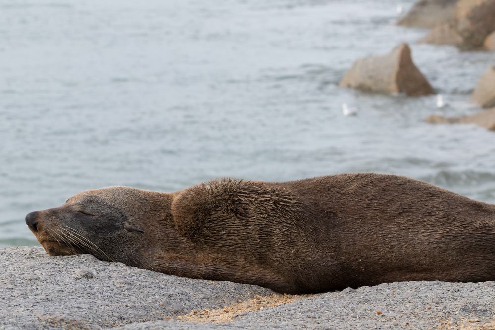 Seal Island Cruise