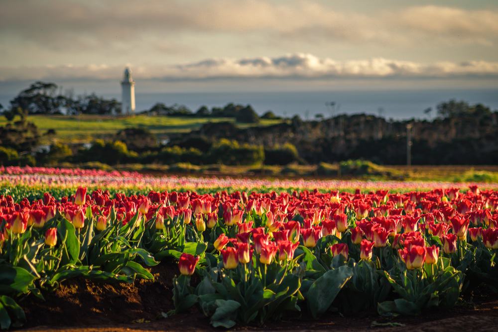 Table Cape Tulip Farm