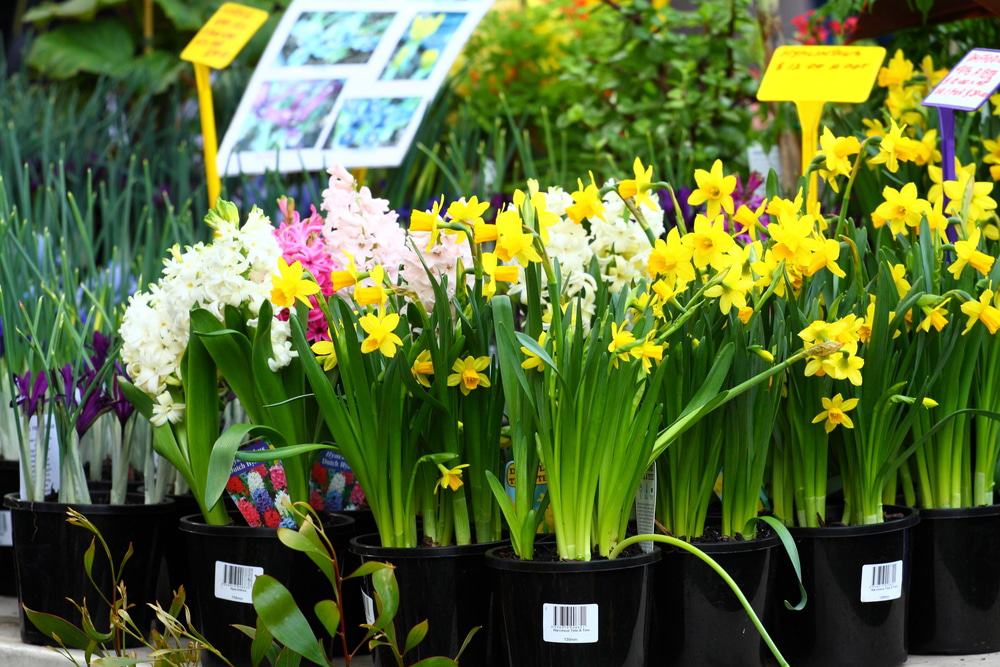 Drouin Craft and Produce Market