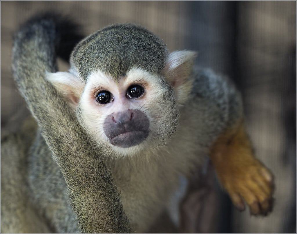 Folsom City Zoo Sanctuary