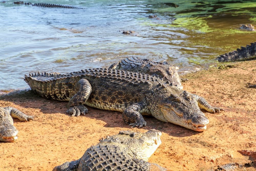 Malcolm Douglas Crocodile Park