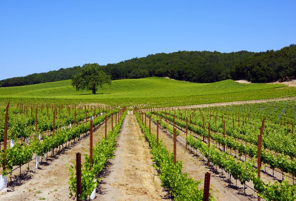 Vineyard in Paso Robles