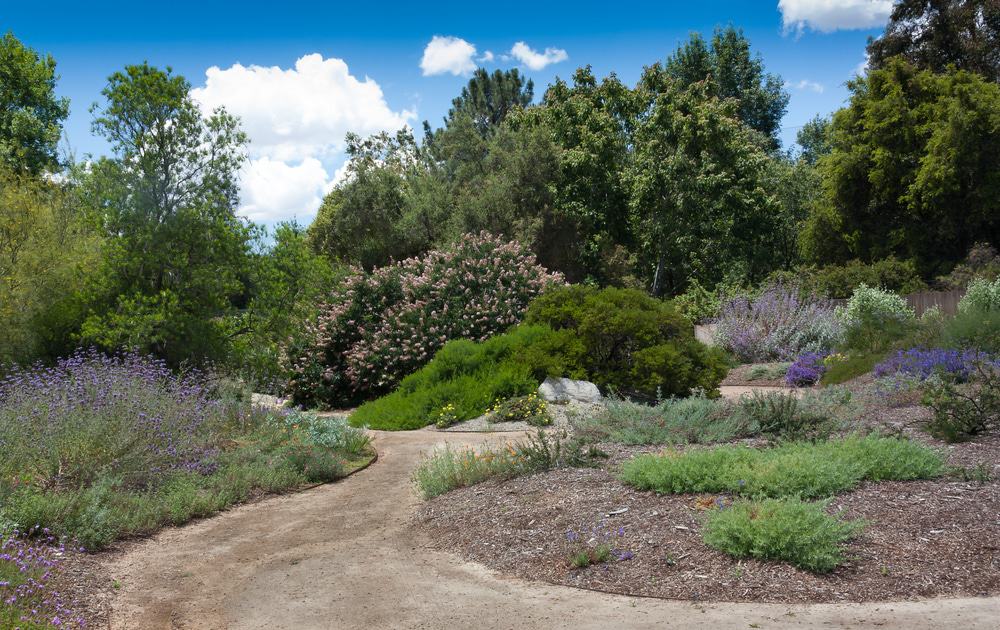 Rancho Santa Ana Botanical Garden