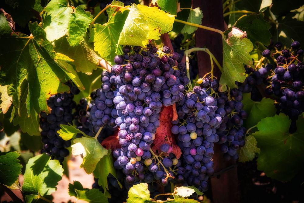 Wine Grapes