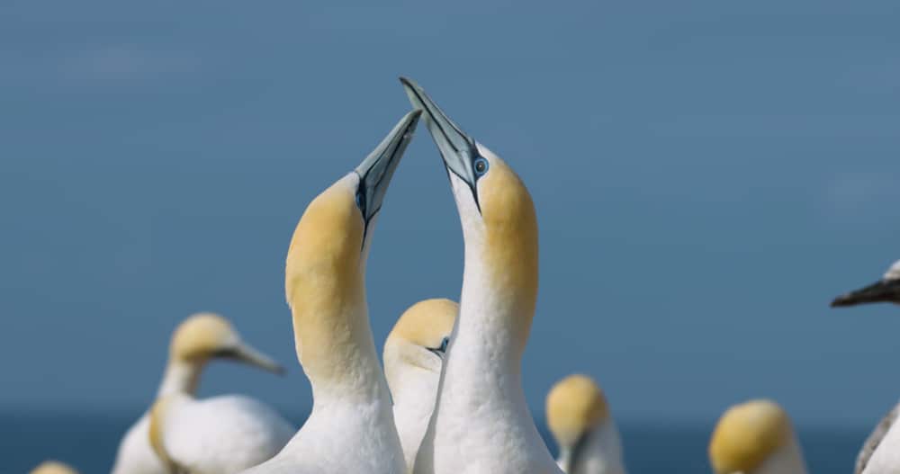 Point Danger Gannet Colony