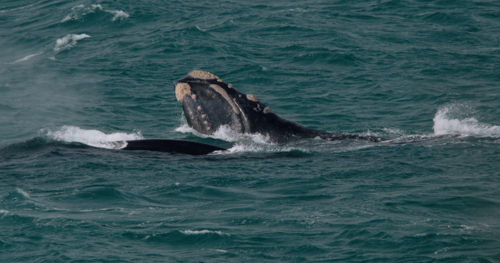 Whale Watching in Portland