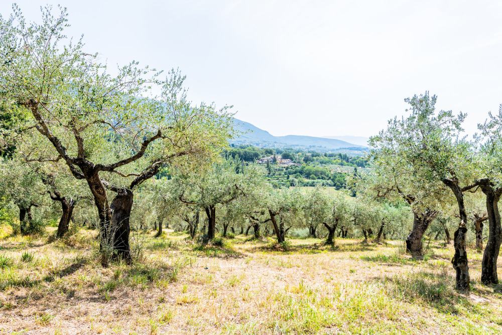 Olive Trees around Assisi