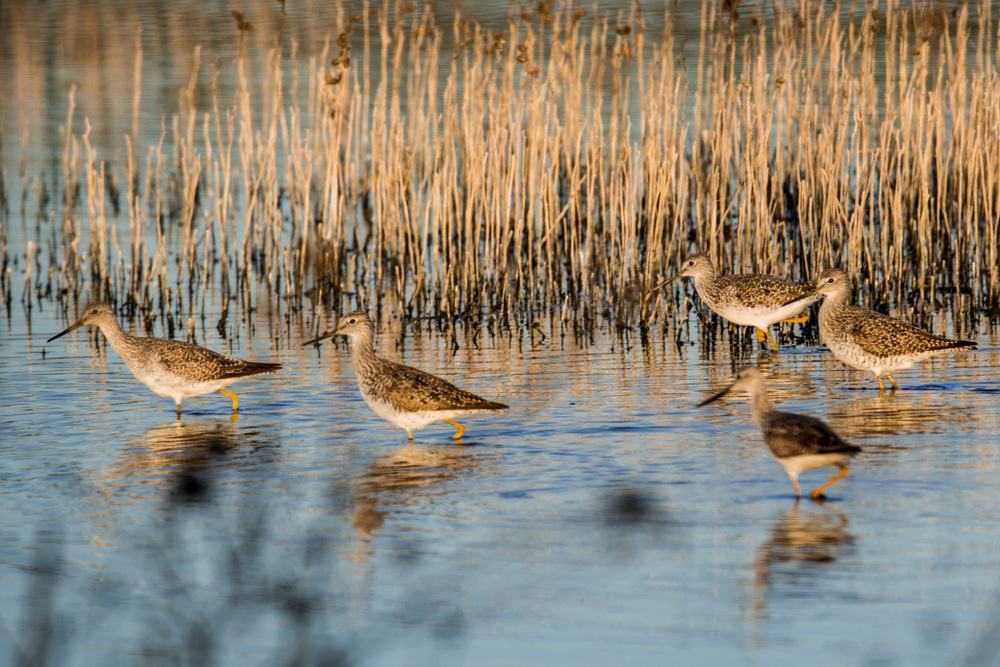 San Joaquin River National Wildlife Refuge