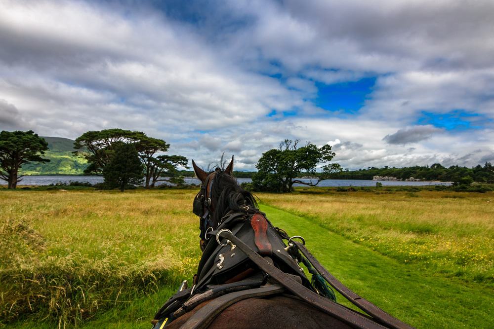 Horse Ride in Killarney National Park