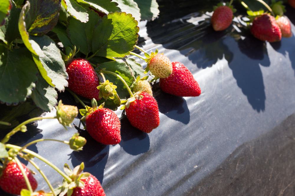 Portland Strawberries