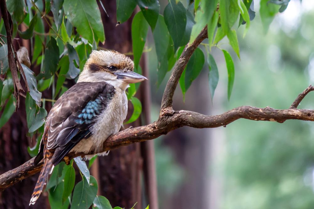 Laughing Kookaburra