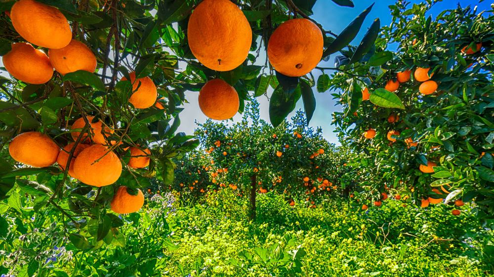 Orange Plantation