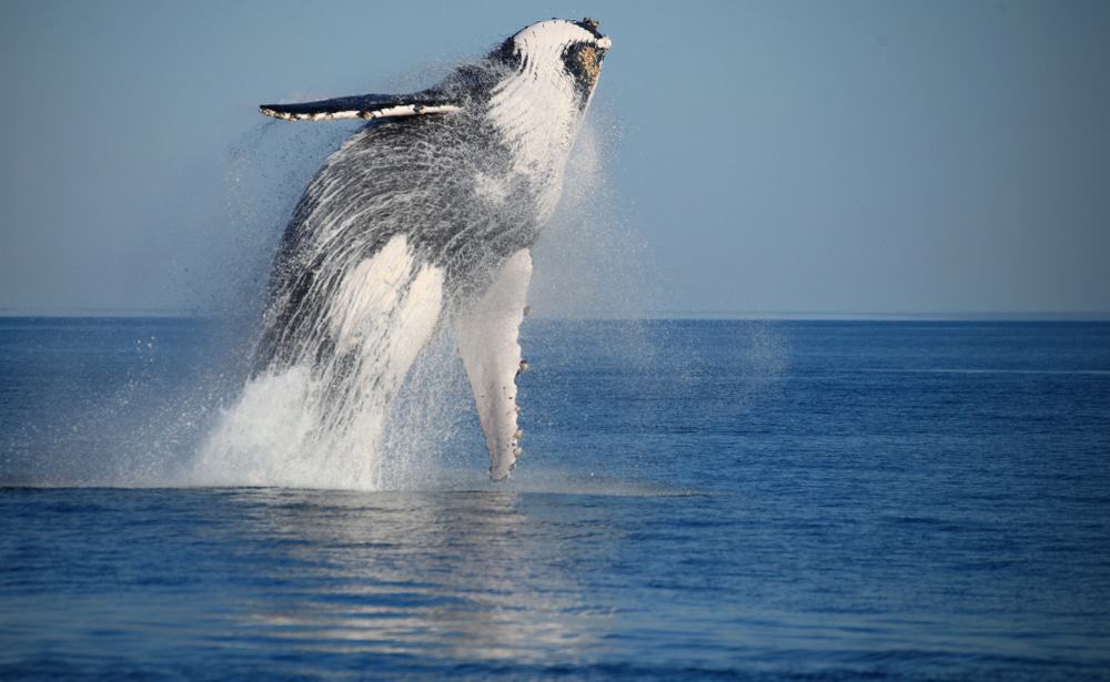 Whale Watching In Broome