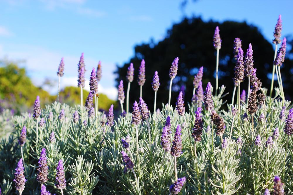Pottique Lavender Farm