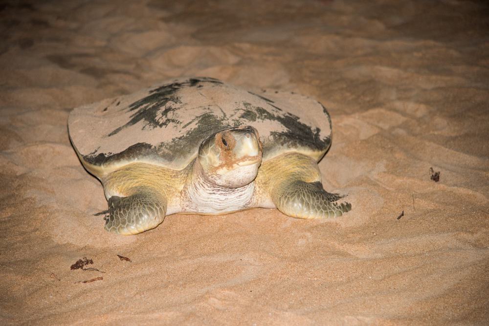 Flatback Sea Turtle