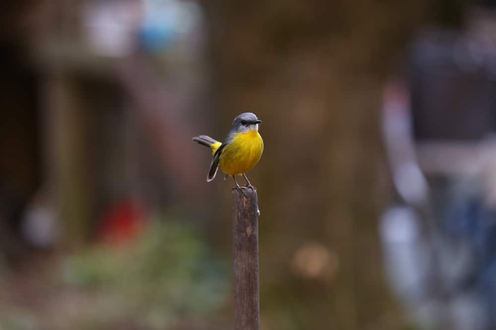Mount Royal National Park