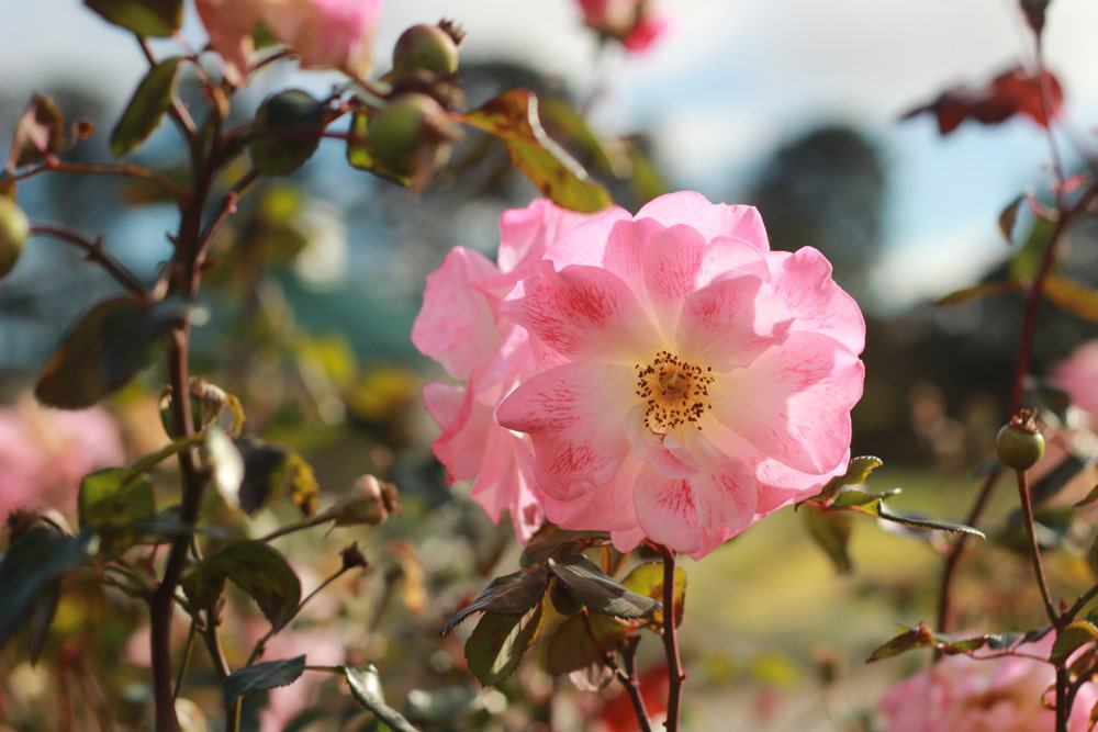 Morwell Centenary Rose Garden