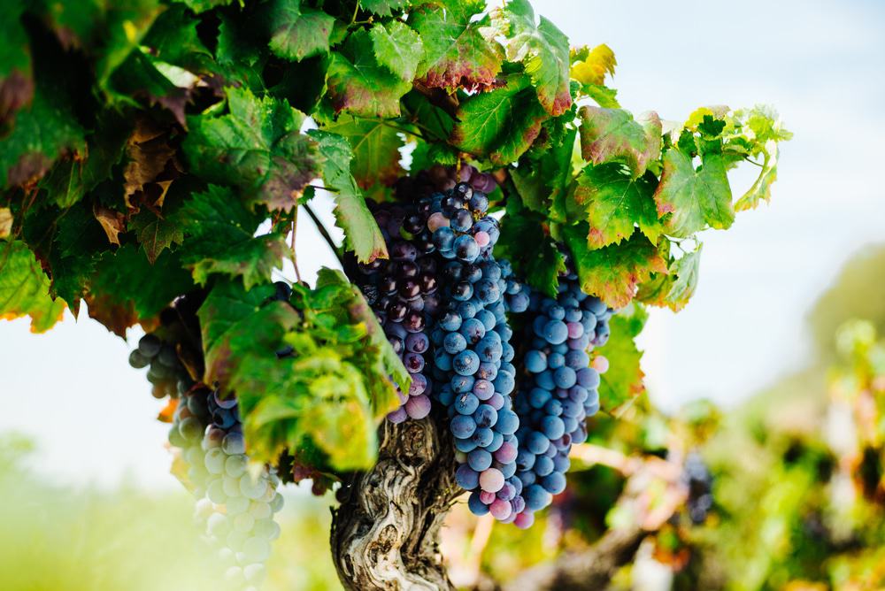 Etna Wineries