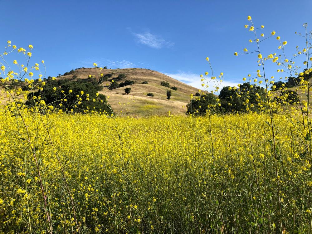 Shell Ridge Open Space