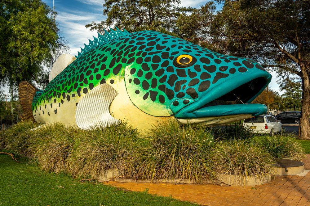 The Giant Murray Cod