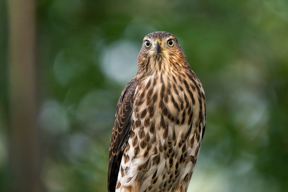 Chino Creek Wildlife
