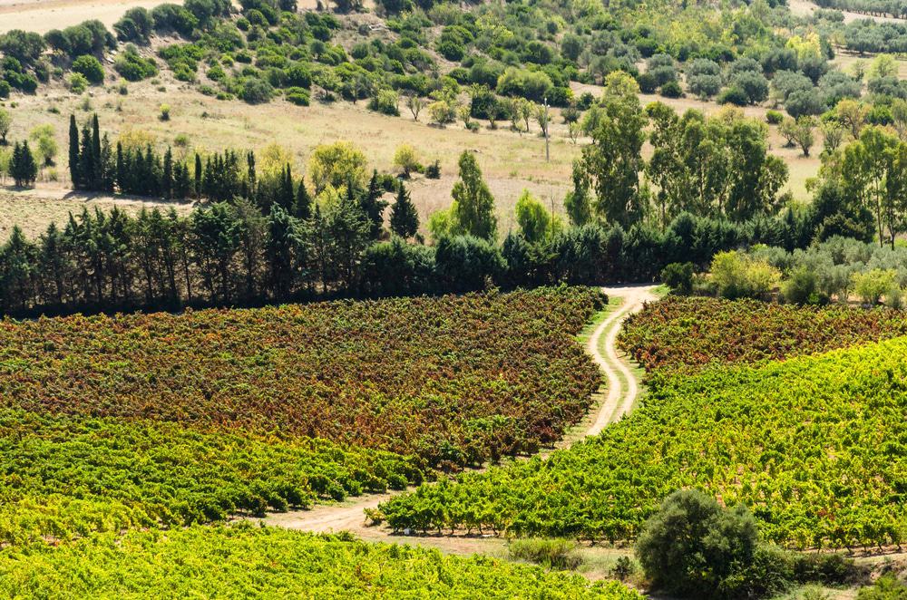 Sardinian wineries
