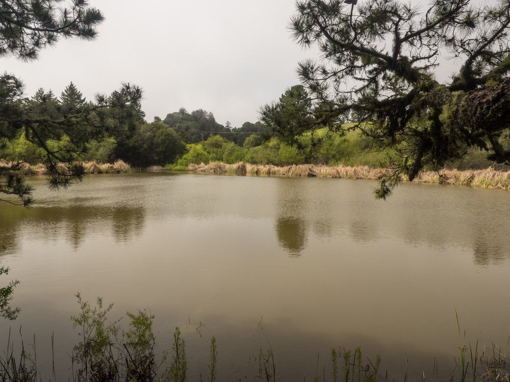 Overlooking Alpine Pond at Skyline Ridge Preserve