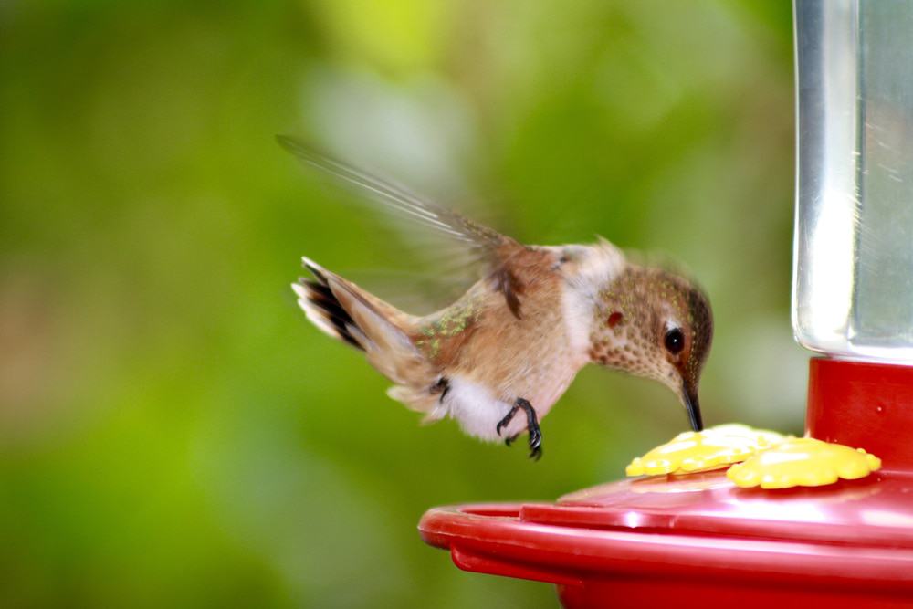El Dorado Nature Center