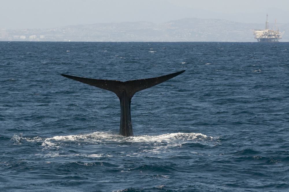 Whale Watching