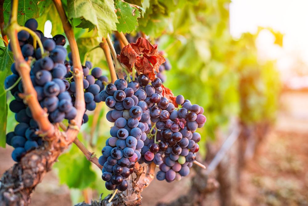 Swan Hill Wine Region