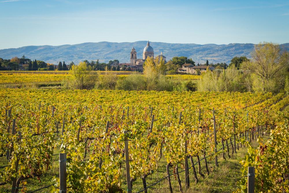 Vineyard in Assisi