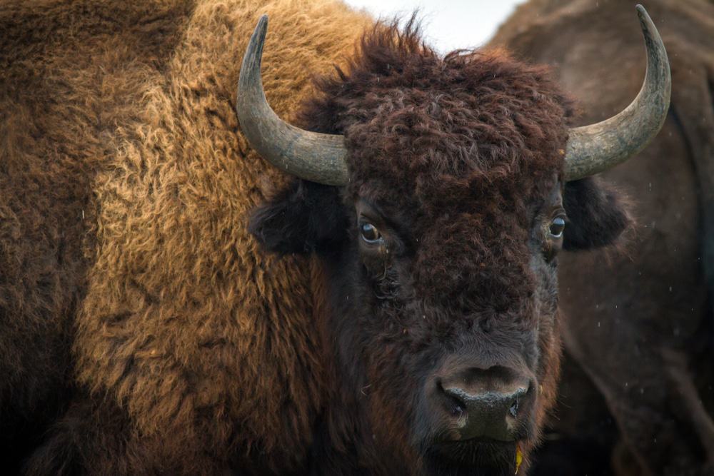 American Bison
