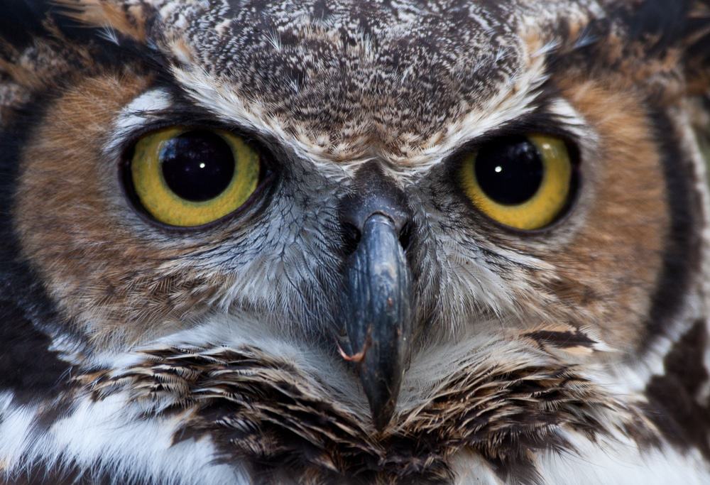 Great Horned Owl