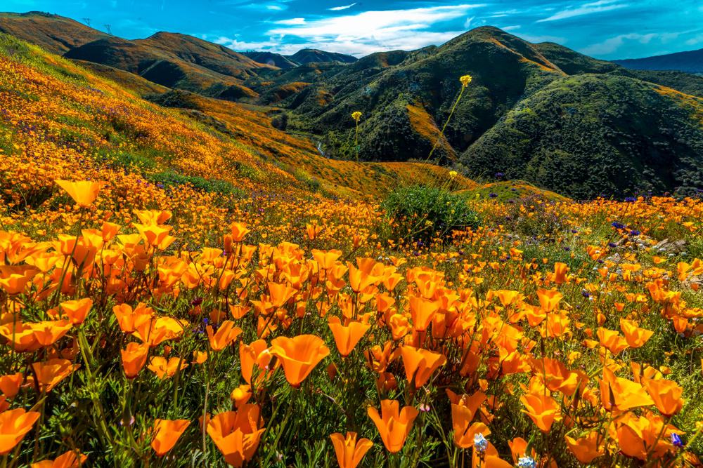 California Poppies in Walker Canyon