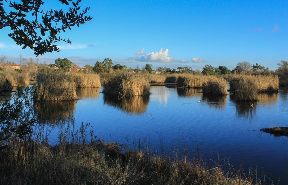 Madrona Marsh