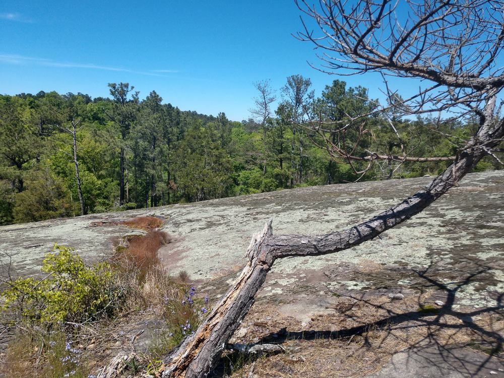 Panola Mountain State Park