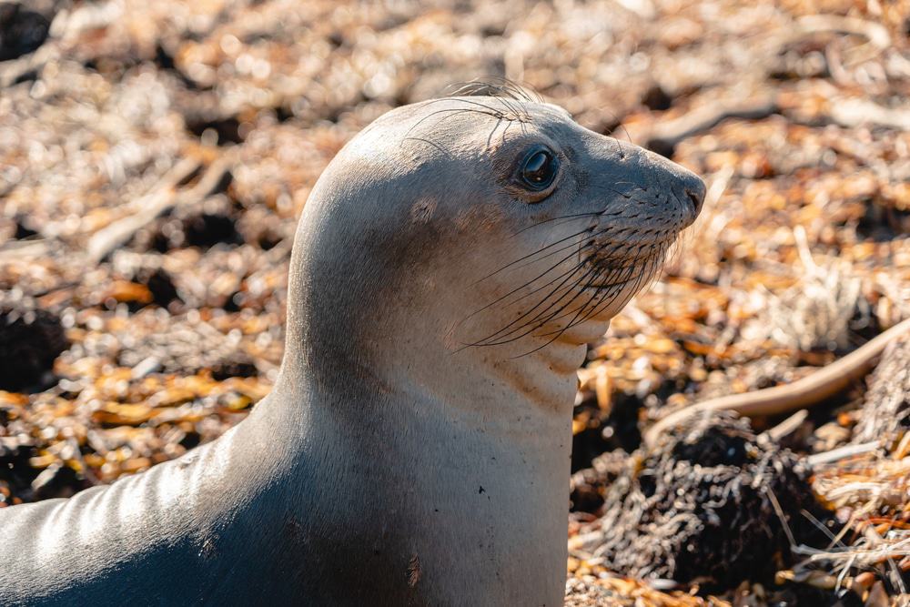 Sea Lion