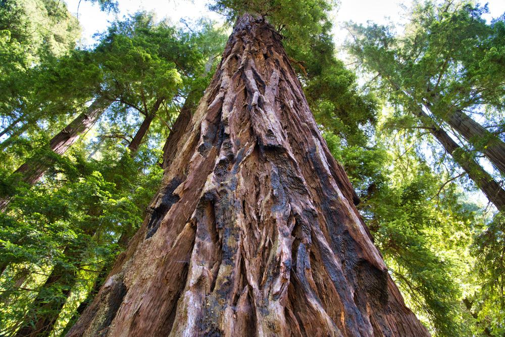 Big Basin Redwoods State Park