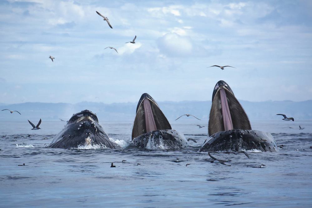Whale Watching in Monterey Bay
