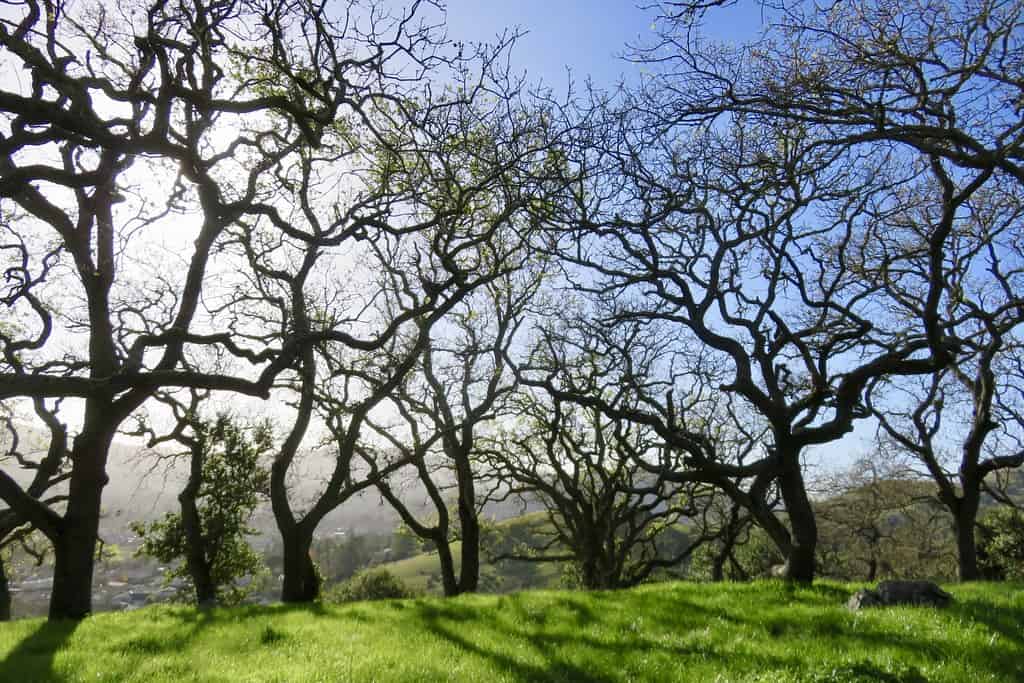 Mount Burdell Open Space Preserve