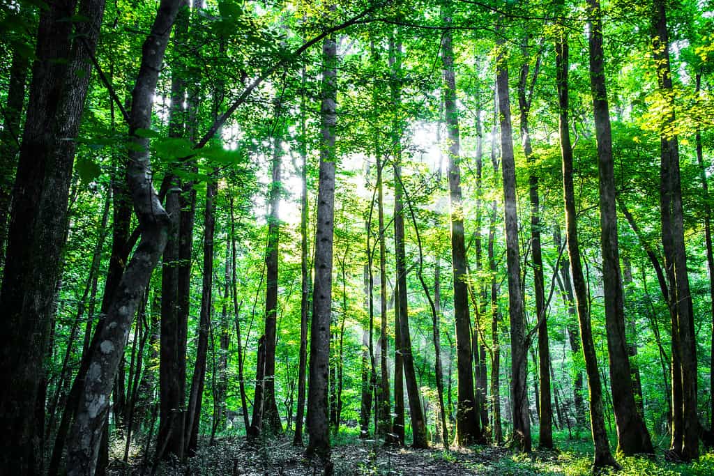 Hampton-Beecher Nature Preserve