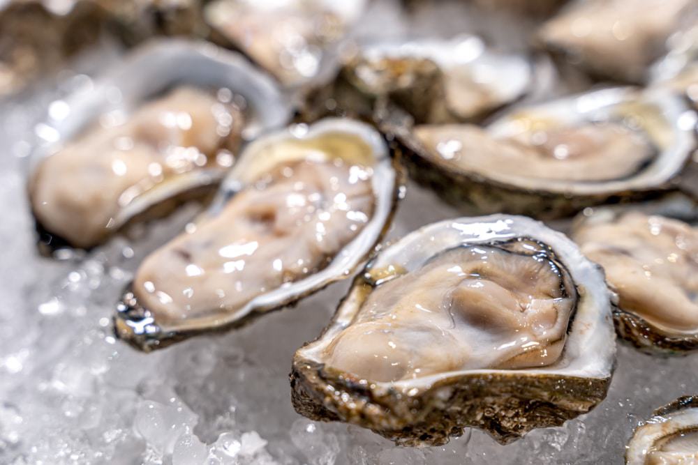 Oysters