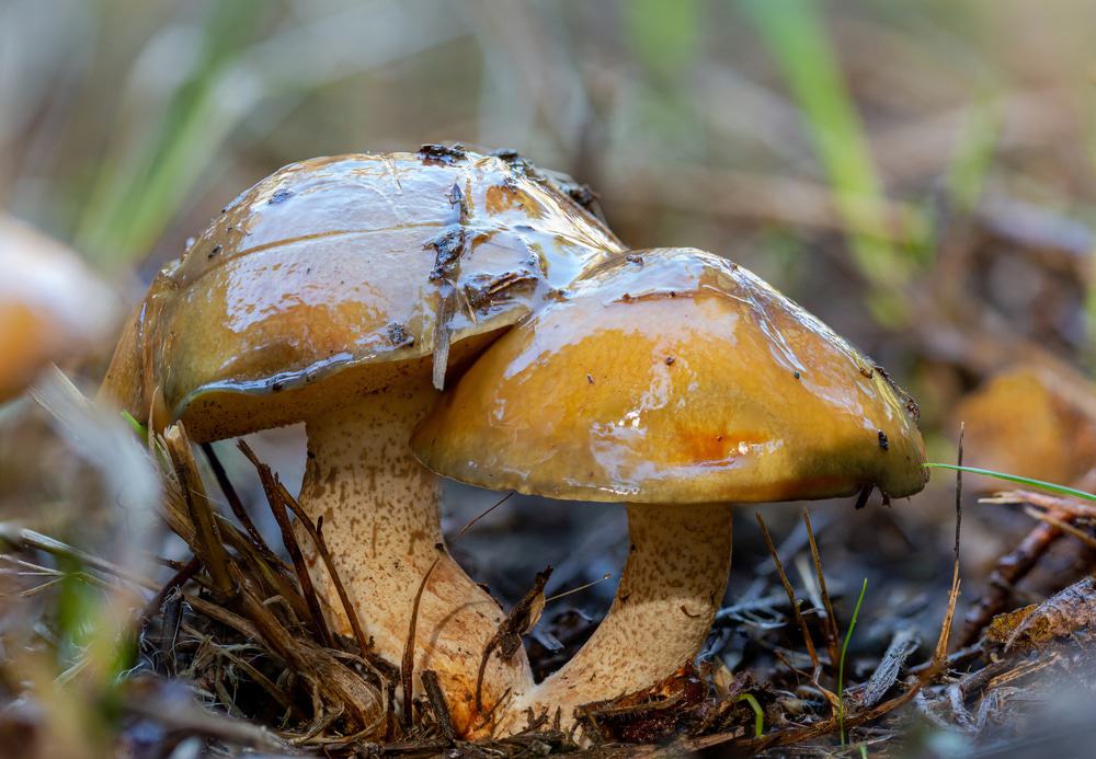 Wild Mushrooms