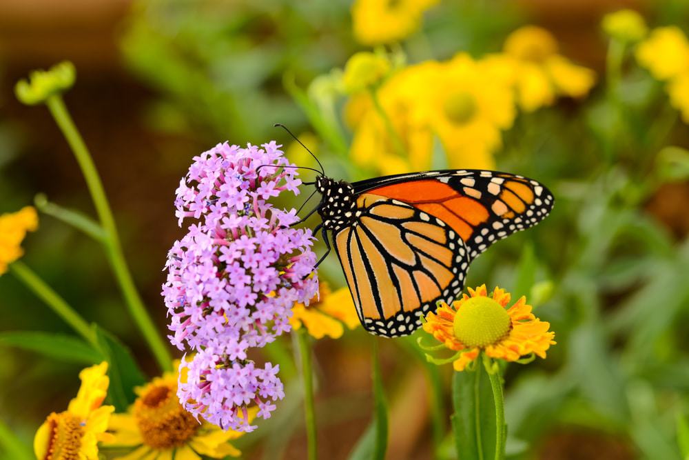 Monarch Butterfly