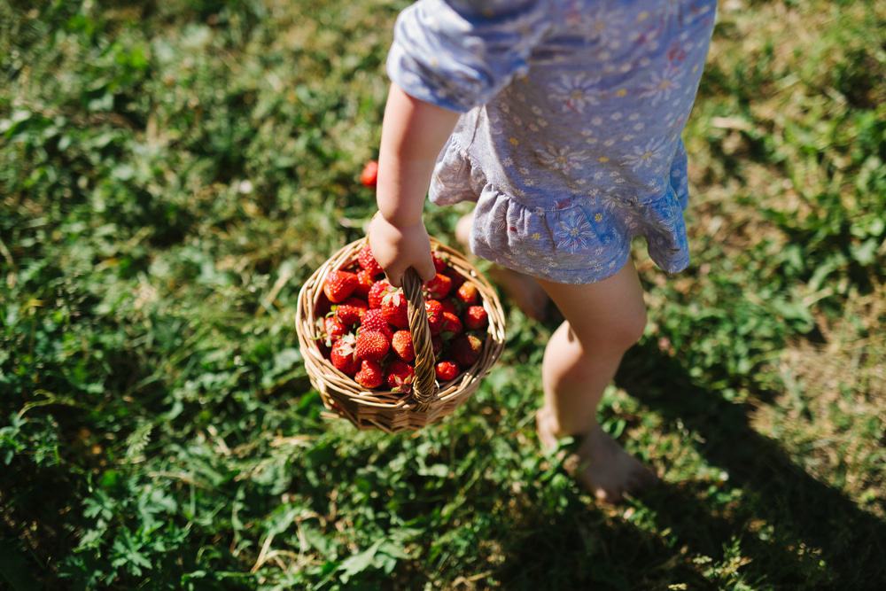 Picking Strawberries