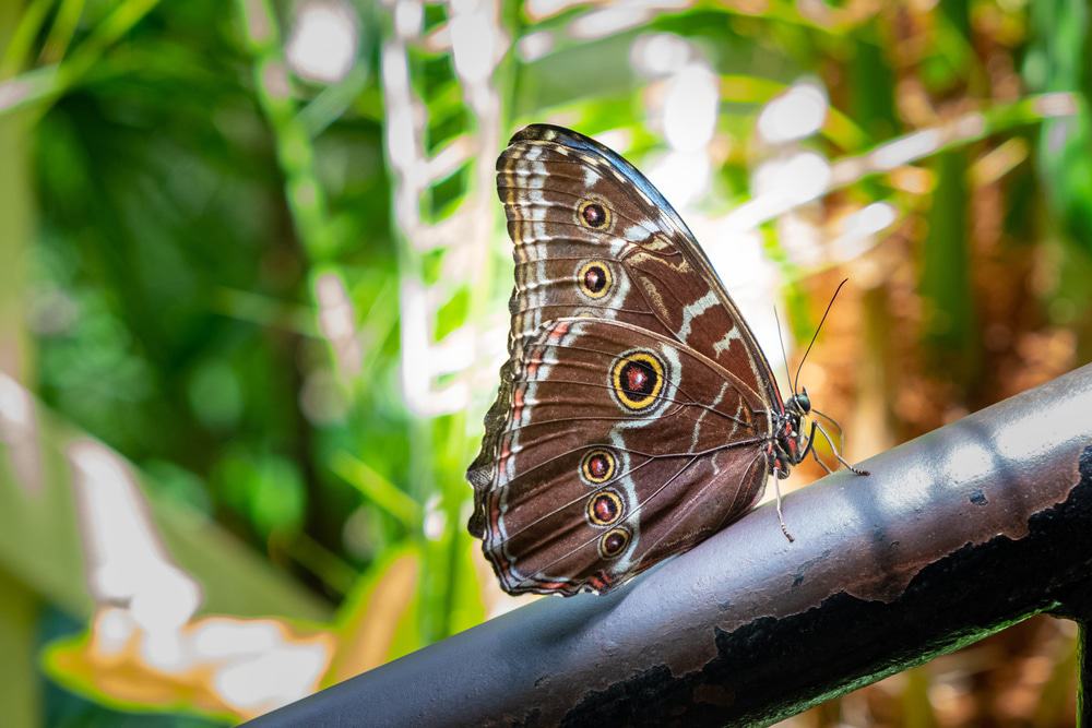 Cecil B Day Butterfly Center
