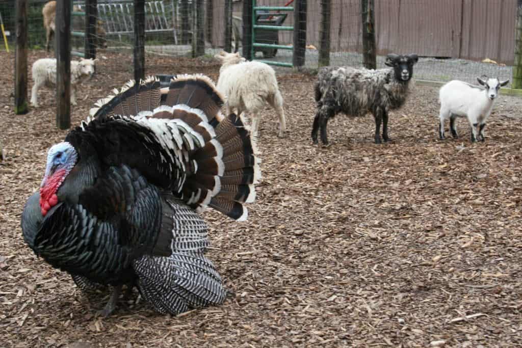 Tanglewood Farm